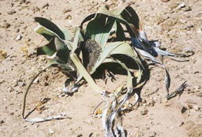 Welwitcha plant